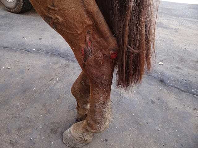 MA_imperatriz_legcavalo030714